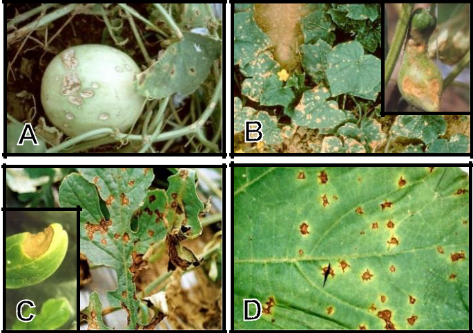 Hình 4: (A) Triệu chứng bệnh thán thư trên dưa lê; (B) Thán thư trên dưa leo; (C) Thán thư trên dưa hấu; (D) Vết thán thư điển hình trên dưa.