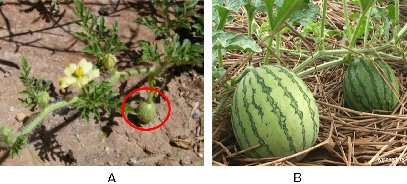 Hình 16: (A) Để trái trên dây dưa; (B) trái dưa phát triển.