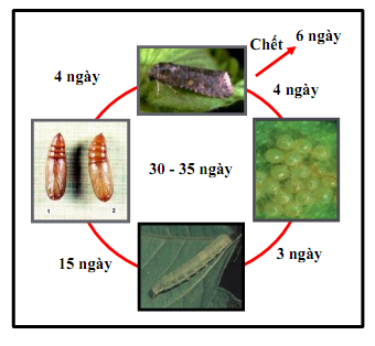 Hình 2: Vòng đời sâu xanh da láng.