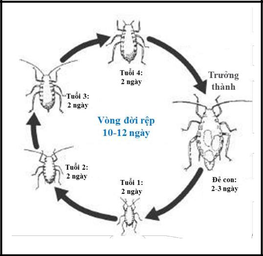 Hình 3: Vòng đời của rệp muội.