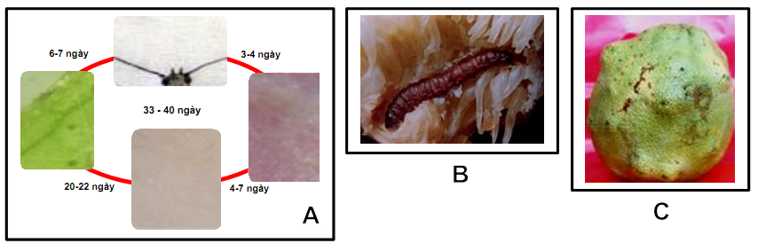 Vòng đời sâu đục vỏ trái