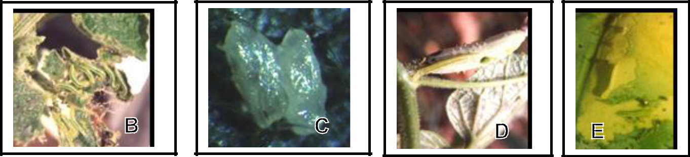 Hình 4:  (A) Vòng đời sâu xanh ăn lá dưa; (B) Sâu xanh ăn lá dưa leo; (C) Trứng sâu;  (D)	Sâu đục trái dưa leo; (E) Sâu cạp vỏ trái dưa hấu.