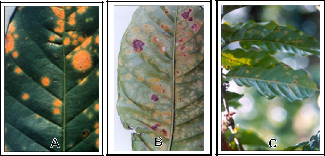 Hình 2: (A) Vết bệnh mang nhiều bào tử; (B) Vết bệnh ở mặt dưới lá; (C) Lá bệnh có mang nhiều vết bệnh.