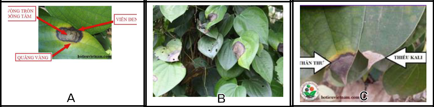Hình 4: (A) Vết bệnh thán thư điển hình; (B) Bệnh tấn công trên tán lá; (C) Vết bệnh do nấm và do phản ứng sinh lý (thiếu Kali)