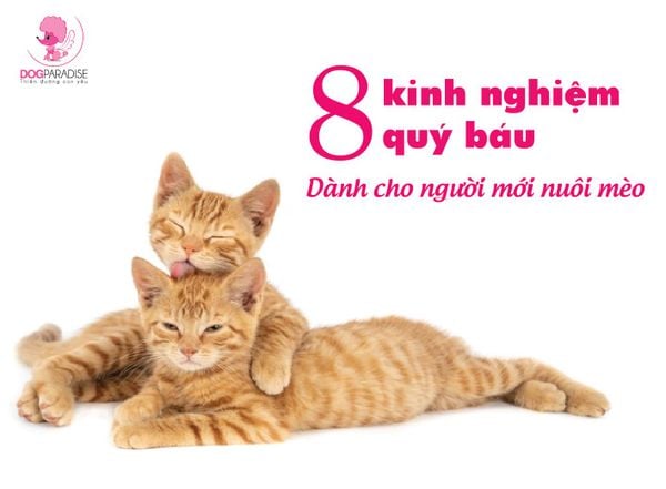 8 KINH NGHIỆM KHI NUÔI MÈO!