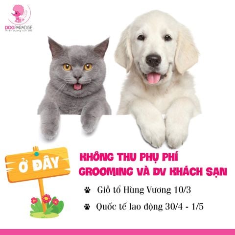 KHÔNG THU PHỤ PHÍ CHO CÁC NGÀY LỄ THÁNG 4 - THÁNG 5 NĂM 2021 TẠI DOG PARADISE