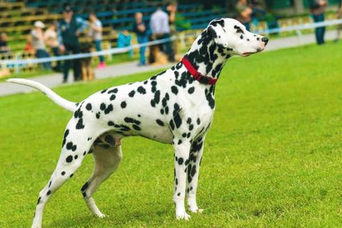 Chó đốm (Dalmatian): Nguồn gốc, giá bán, đặc điểm, cách chăm sóc (2020)