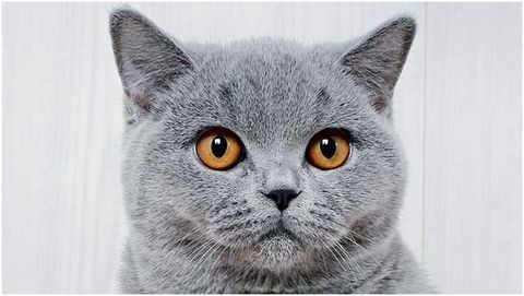Mèo Anh lông ngắn thuần chủng - 3 cách nhận biết dễ nhất được update năm 2020