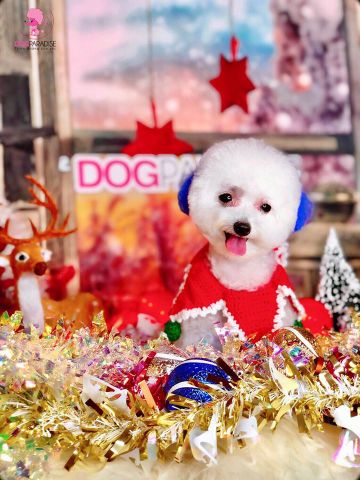 Nuôi cún Poodle có gì vui ? ( Phần 2)