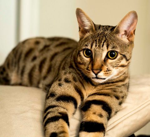 Mèo Savannah - Vẻ đẹp kiêu sa với đôi chân dài miên man