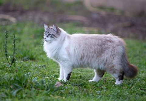 Mèo Ragdoll - Giống mèo “điềm đạm” nhất trong vương quốc loài mèo (2020)