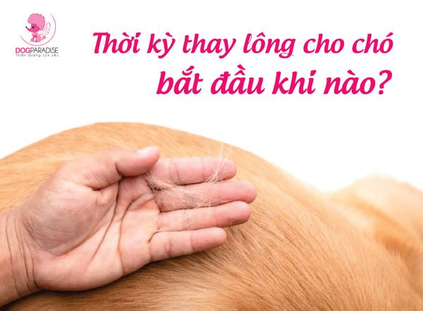 BẠN CÓ BIẾT! THỜI KÌ THAY LÔNG CỦA CHÓ BẮT ĐẦU TỪ KHI NÀO?