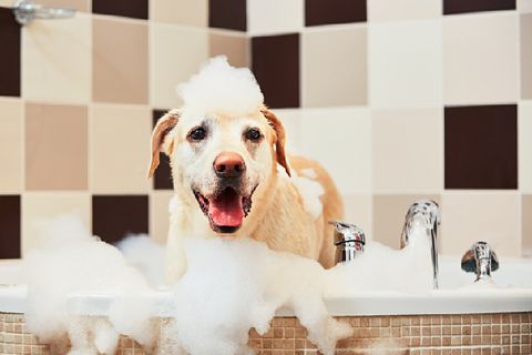 Cách tắm cho chó: Hướng dẫn từ A đến Z (2020)