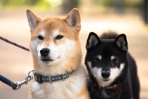 Top 8 các giống chó Nhật được ưa chuộng nhất tại Việt Nam 2020