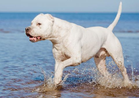 Chó Dogo: Nguồn gốc, giá bán, đặc điểm, cách chăm sóc (2020)