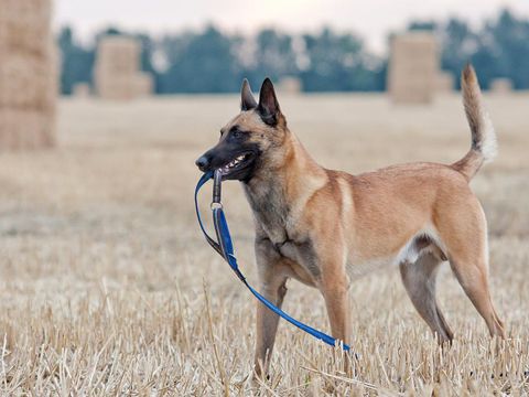 Chó Malinois là giống chó nước nào? Có dễ huấn luyện không? Cách chăm sóc? (2020)
