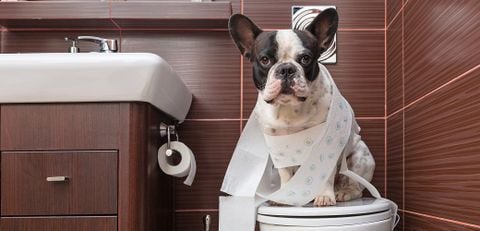 Dạy chó đi vệ sinh vào bồn cầu thế nào cho dễ dàng, nhanh chóng? (2020)