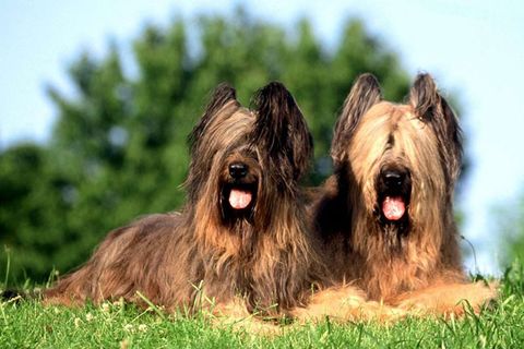 Chó Briard: Nguồn gốc, giá bán, đặc điểm, cách chăm sóc (2020)