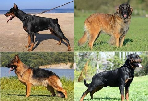 Chó Đức: Top 7 giống chó đến từ Đức đẹp nhất (2020)