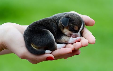 Chia sẻ từ A đến Z cách nuôi chó con (update 2020)