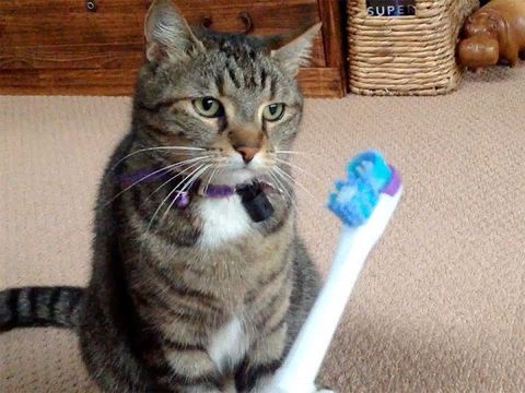 Vì sao mèo bị hôi miệng? Cách khắc phục khi mèo bị hôi miệng (2020)