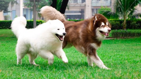 6 điều bạn nên biết khi nuôi chó Alaska? (update 2020)