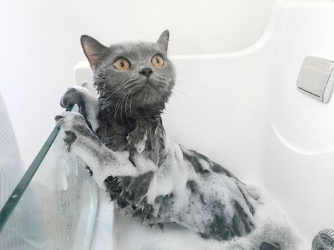Cách tắm cho mèo con sợ nước (2020)