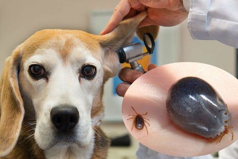 Ve chó là gì, nguyên nhân chó nhiễm ve và cách điều trị (2020)