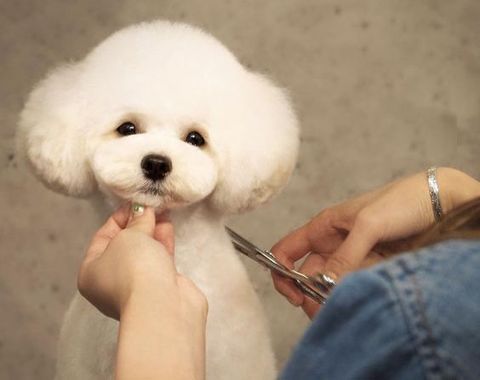Cắt tỉa lông chó: Hướng dẫn cách tự cắt tỉa lông chó tại nhà (2020)