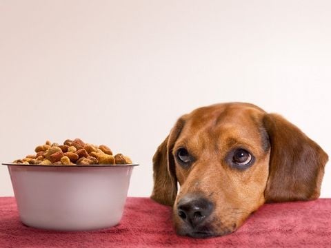 Chó con bỏ ăn: Nguyên nhân và cách khắc phục (2020)