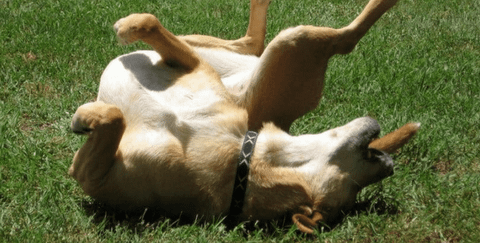 Chó bị co giật có nguy hiểm không? Điều trị thế nào cho hiệu quả? (2020)