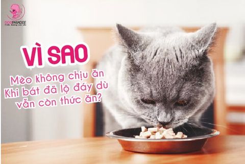 VÌ SAO MÈO KHÔNG CHỊU ĂN KHI BÁT ĐÃ LỘ ĐÁY DÙ VẪN CÒN THỨC ĂN?