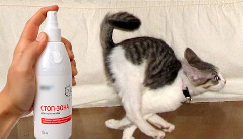 Mèo sợ mùi gì? Những mùi này ảnh hưởng đến mèo như thế nào? (2020)