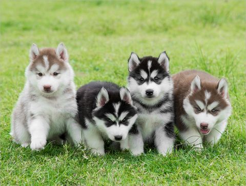 Tất cả kiến thức về chó Husky bạn cần biết trước khi nuôi ( Nguồn gốc, giá bán, đặc điểm, cách chăm sóc )