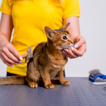 Mèo bị rụng lông - 8 cách chữa trị hiệu quả nhất? (2020)