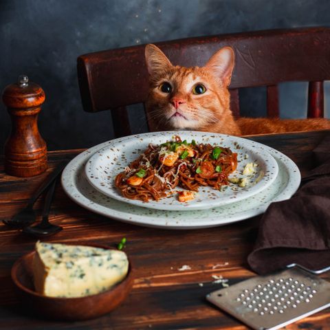 Mèo thích ăn gì? Thức ăn tốt cho mèo gồm những gì?