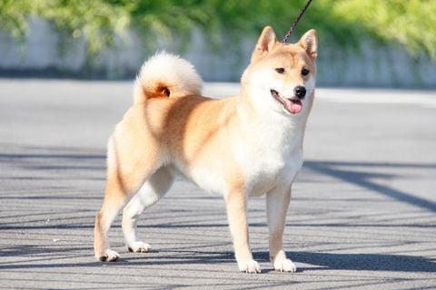 Cẩm nang chăm sóc chó Shiba từ A đến Z (update 2020)