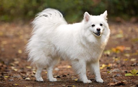 Chó Eskimo: Nguồn gốc, giá bán, đặc điểm, cách chăm sóc (2020)