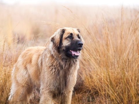 Chó Leonberger: Nguồn gốc, giá bán, đặc điểm, cách chăm sóc (2020)