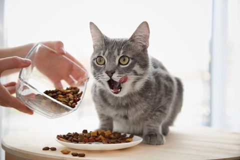 Thực đơn cho mèo: thức ăn cho mèo tự làm và thức ăn thô cho mèo (2020)