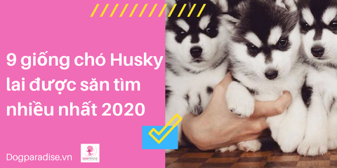 9 giống chó Husky lai được săn tìm nhiều nhất năm 2020 chắc chắn bạn chưa biết