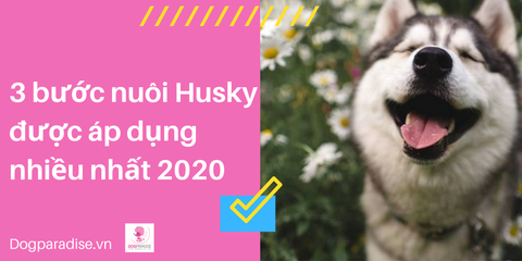 3 bước nuôi chó Husky dễ dàng được nhiều người áp dụng nhất năm 2020