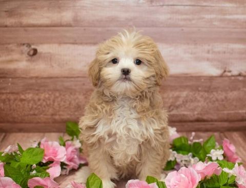 Chó Poodle lai khác với thuần chủng ở điểm nào?