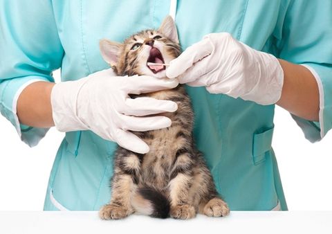 Mèo thay răng khi nào? Cần lưu ý gì trong việc chăm sóc ở giai đoạn mèo thay răng? (2020)
