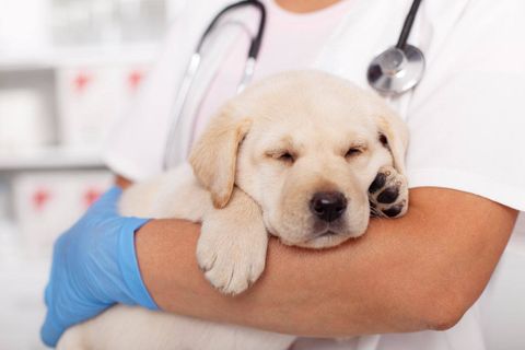 Chó bị sốt do đâu, chữa bệnh sốt ở chó như thế nào? (2020)