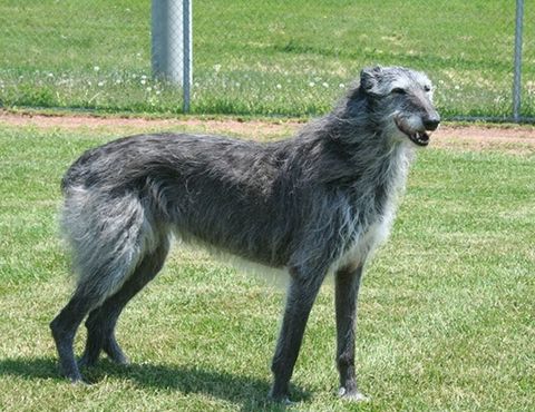 Chó Scottish Deerhound: Nguồn gốc, giá bán, đặc điểm, cách chăm sóc (2020)