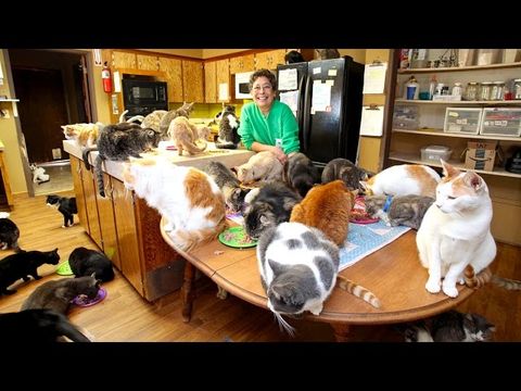 Chia sẻ về cách nuôi mèo trong nhà và những điều bạn cần lưu ý (2020)
