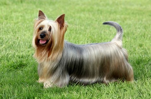 Chó Silky Terrier: Nguồn gốc, giá bán, đặc điểm, cách chăm sóc (2020)