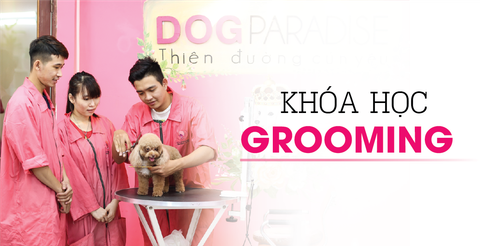 Khóa Học Cắt tỉa lông cho thú cưng (Grooming) Tại Học Viện DogParadise