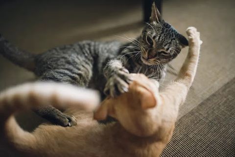 Vì sao mèo đánh nhau? Làm thế nào để ngăn chặn? (2020)
